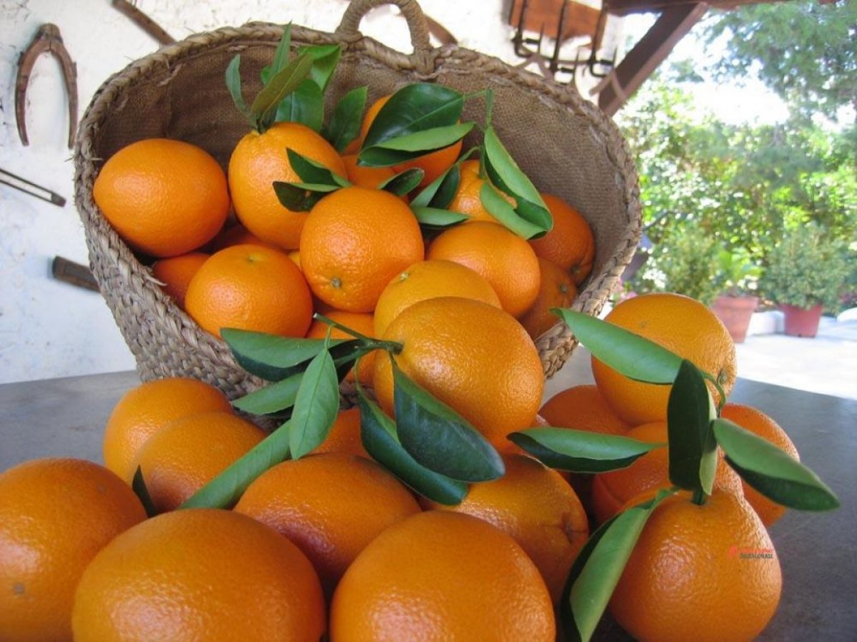 Урожайность апельсинов. Апельсин сорт Валенсия. Апельсин сорт Навелина. Апельсины сорт Вашингтон. Сорт апельсина Valencia (Валенсия).