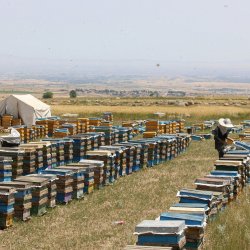 Мёдопроизводство в Иране должно быть увеличено.
