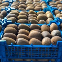 За 10 месяцев Иран экспортировал сельскохозяйственной продукции на сумму 3 миллиарда $ .
