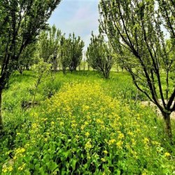 Ежегодный экспорт из сектора садоводства Ирана увеличивается.